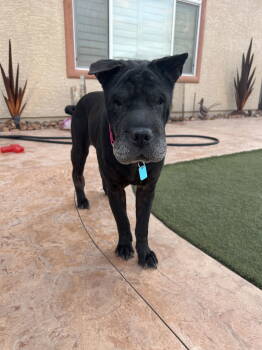 Rescue Shar Pei Dogs for Adoption in Lake Forest, California - Molly | PetCurious