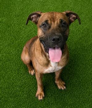 RAMBO -  Boxer and Mixed Breed Dog for Adoption in Texas City, Texas - RAMBO | PetCurious