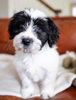 Maltese and Basset Hound Dogs Available for Adoption in Minneapolis, Minnesota - Dale | PetCurious