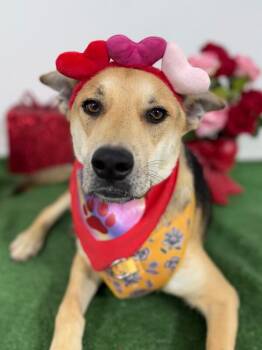 German Shepherd Dog and Golden Retriever Dogs Available for Adoption - Charlize Theron | PetCurious