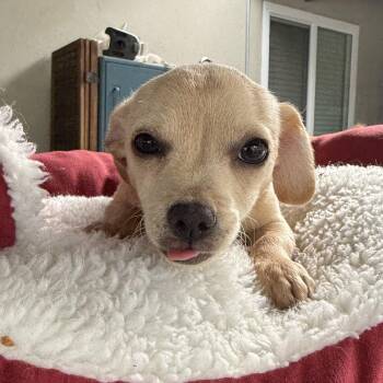 Chihuahua Dogs Available for Adoption in Citrus Heights, California - Daisy | PetCurious