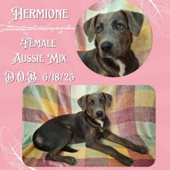 Rescue Australian Shepherd and Catahoula Leopard Dog Dogs for Adoption in Caldwell, Texas - Hermione | PetCurious