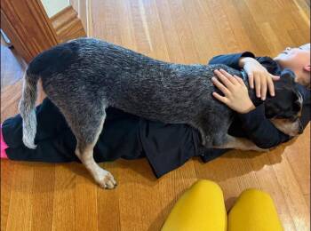 Australian Cattle Dog Blue Heeler Dogs Available for Adoption - Cincinnati | PetCurious