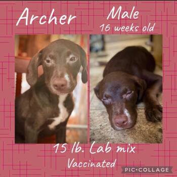 Archer -  Mixed Breed and Chocolate Labrador Retriever Dog for Adoption in Rockville, Maryland - Archer | PetCurious