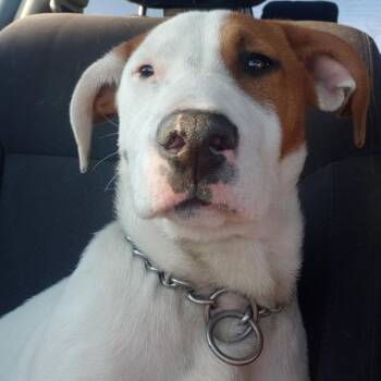 Mixed Breed Dogs Available for Adoption - Daisy | PetCurious