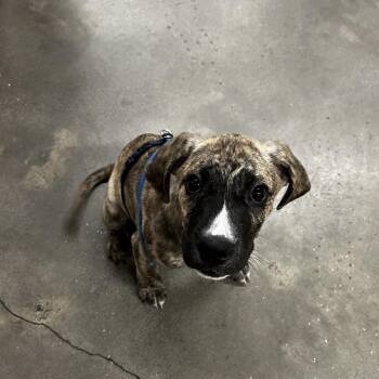 Terrier Dogs Available for Adoption in Tampa, Florida - Ekko | PetCurious