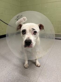 JUDY -  Pit Bull Terrier Dog for Adoption in Indianapolis, Indiana - JUDY | PetCurious
