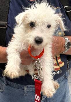 Lilac -  Terrier and Maltese Dog for Adoption in Penns Grove, New Jersey - Lilac | PetCurious