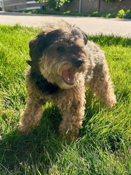 Charlotte -  Lhasa Apso Dog for Adoption in Littleton, Colorado - Charlotte | PetCurious