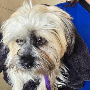 Terrier Dogs Available for Adoption in Goleta, California - Scooby | PetCurious