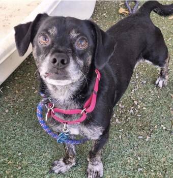 Archie -  Terrier Dog for Adoption in Davis, California - Archie | PetCurious