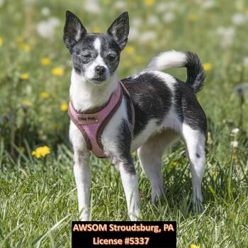 Chihuahua Dogs Available for Adoption in Stroudsburg, Pennsylvania - Sassy | PetCurious