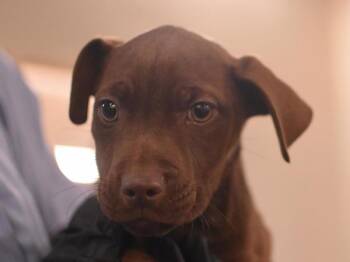 Rescue Labrador Retriever Dogs for Adoption in Portland, Oregon - Jean | PetCurious