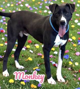 Monkey -  Black Labrador Retriever Dog for Adoption in Wando, South Carolina - Monkey | PetCurious