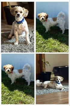 Rambo -  Shih Tzu Dog for Adoption in Tracy, Minnesota - Rambo | PetCurious