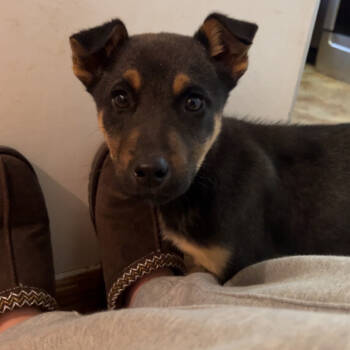 Rescue Mixed Breed Dogs for Adoption in Buffalo, Minnesota - Wilder | PetCurious