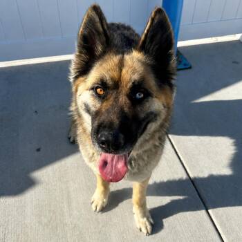 Shepherd and Mixed Breed Dogs Available for Adoption in Harrisonburg, Virginia - Yani | PetCurious