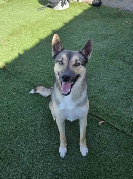 Rescue German Shepherd Dog Dogs for Adoption in Hollister, California - Sage | PetCurious