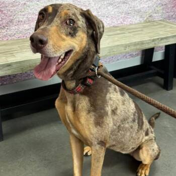 Lucky -  Coonhound Dog for Adoption in Normal, Illinois - Lucky | PetCurious