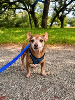 GARTH -  Chihuahua Dog for Adoption in Vaughan, Ontario - GARTH | PetCurious