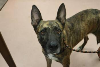 ABIGAIL -  Mixed Breed Dog for Adoption in Columbia, South Carolina - ABIGAIL | PetCurious