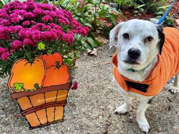 Charlie -  Basset Hound and Beagle Dog for Adoption in Derry, New Hampshire - Charlie | PetCurious