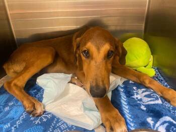 ZACK -  Doberman Pinscher and Mixed Breed Dog for Adoption in Tustin, California - ZACK | PetCurious