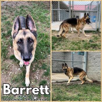 Rescue German Shepherd Dog Dogs for Adoption in Franklin, Indiana - Barrett | PetCurious