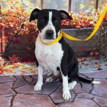 Rescue Pit Bull Terrier and Mixed Breed Dogs for Adoption in Bryan, Texas - 59754903 | PetCurious