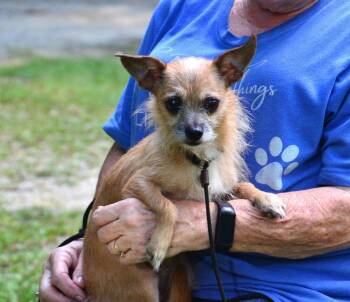 Scout -  Chihuahua and Yorkshire Terrier Dog for Adoption in Willingboro, New Jersey - Scout | PetCurious