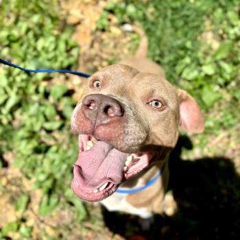 Manny formerly Lil Man -  Mixed Breed Dog for Adoption in Bartlett, Tennessee - Manny Formerly Lil Man | PetCurious