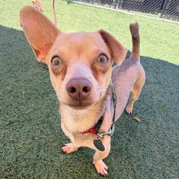 Taco -  Chihuahua Dog for Adoption in Walnut Creek, California - Taco | PetCurious