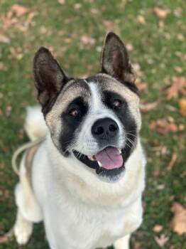 Rescue Akita Dogs for Adoption in Myerstown, Pennsylvania - Peaches | PetCurious