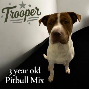 Rescue Pit Bull Terrier Dogs for Adoption in Nicholasville, Kentucky - Trooper | PetCurious