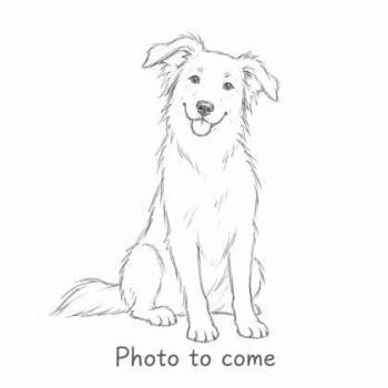 Max -  Border Collie and Mixed Breed Dog for Adoption in Gwinn, Michigan - Max | PetCurious