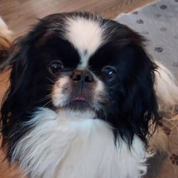 ARCHIE -  Pekingese Dog for Adoption in Trufant, Michigan - ARCHIE | PetCurious