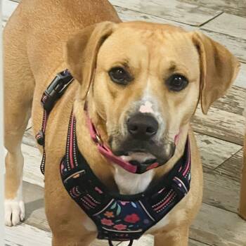 Rescue Mixed Breed Dogs for Adoption in Summerville, South Carolina - Mac | PetCurious
