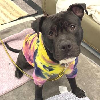 Mixed Breed Dogs Available for Adoption in Wheeling, Illinois - Bear | PetCurious