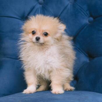 Heartbreaker -  Pomeranian Dog for Adoption in Zionsville, Indiana - Heartbreaker | PetCurious