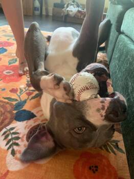 American Bulldog Dogs Available for Adoption in Herndon, Virginia - Butler | PetCurious
