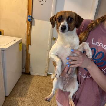 Fifi -  Chihuahua and Mixed Breed Dog for Adoption in Brownsboro, Alabama - Fifi | PetCurious