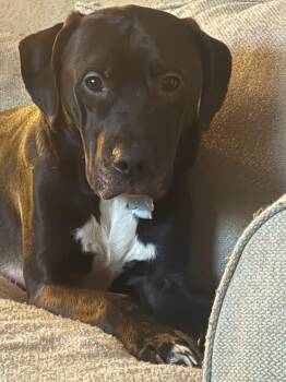 Boxer and Labrador Retriever Dogs Available for Adoption - Loki  | PetCurious