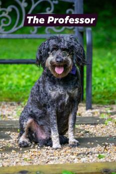 Australian Shepherd and Labradoodle Dogs Available for Adoption in Sevierville, Tennessee - The Professor | PetCurious