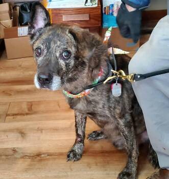 Rescue German Shepherd Dog Dogs for Adoption in Walthill, Nebraska - Maxwell | PetCurious