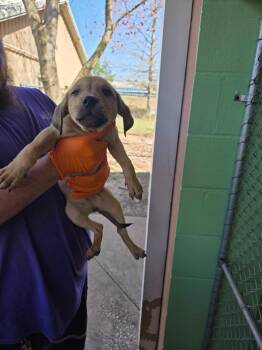 Black Mouth Cur and Labrador Retriever Dogs Available for Adoption - Spork | PetCurious