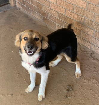 Rescue Australian Shepherd Dogs for Adoption in Crescent, Oklahoma - Penelope | PetCurious