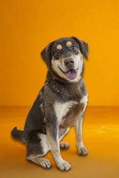 Rescue Labrador Retriever and Hound Dogs for Adoption in Douglasville, Georgia - Jolie | PetCurious