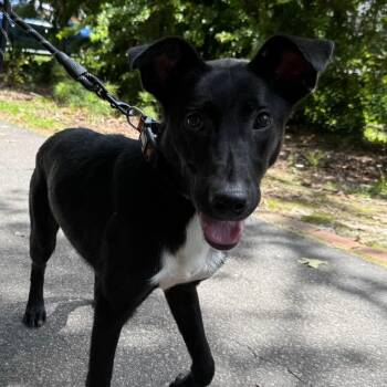 Scout -  Shepherd and Mixed Breed Dog for Adoption in Aberdeen, North Carolina - Scout | PetCurious