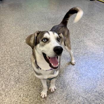 Koda Lee -  Husky and Mixed Breed Dog for Adoption in Falls Church, Virginia - Koda Lee | PetCurious