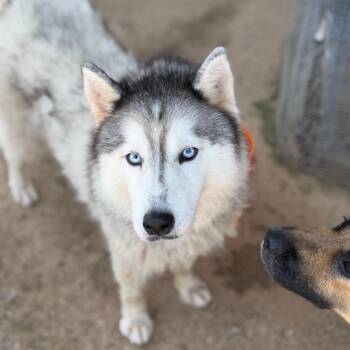 Kirby Reed -  Husky and Mixed Breed Dog for Adoption in Brownsboro, Alabama - Kirby Reed | PetCurious